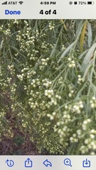 Baccharis neglecta