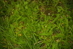 Muehlenbeckia axillaris × complexa