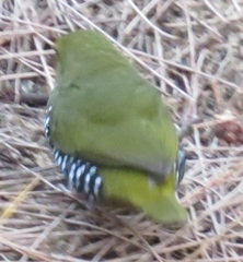 Mandingoa nitidula nitidula