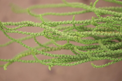 Dysphania rhadinostachya