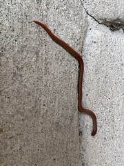 Contia tenuis