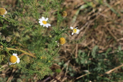 Anthemis cotula