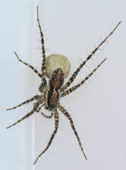 Pardosa pauxilla