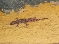 Hemidactylus angulatus