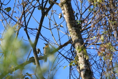 Colaptes campestris campestroides