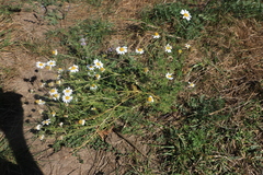 Anthemis cotula