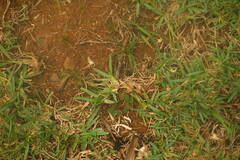 Stenotaphrum secundatum