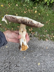 Agaricus arvensis