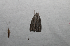 Acronicta lithospila