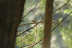 Empidonax fulvifrons