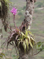 Tillandsia cacticola