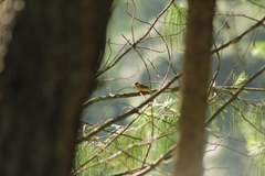 Empidonax fulvifrons