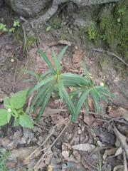 Asclepias angustifolia