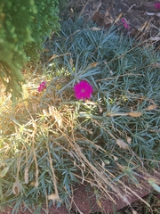 Dianthus gratianopolitanus