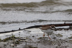 Charadrius semipalmatus