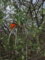 Tecoma rosifolia