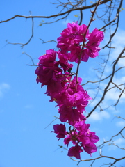 Bougainvillea