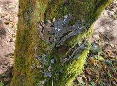Peltigera membranacea