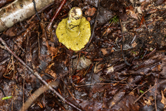 Hypomyces luteovirens