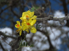 Parkinsonia