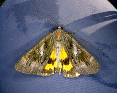 Catocala antinympha