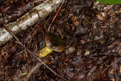 Hypomyces luteovirens