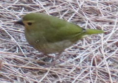 Mandingoa nitidula nitidula