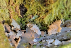 Peltigera membranacea