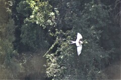 Elanoides forficatus