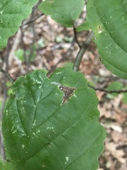 Caloptilia superbifrontella