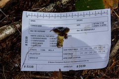 Hypomyces luteovirens