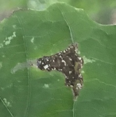 Caloptilia superbifrontella