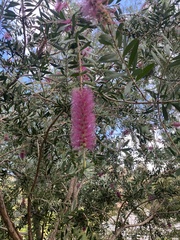 Melaleuca