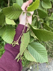 Alnus serrulata