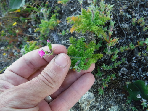 Image of Pelargonium hirtum by (c) Eric Knight, some rights reserved (CC BY)