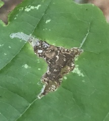 Caloptilia superbifrontella
