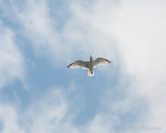 Larus delawarensis
