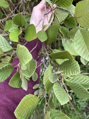 Alnus serrulata