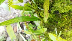 Pleopeltis macrocarpa