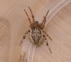 Larinioides sclopetarius