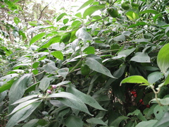 Capsicum pubescens