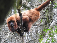Alouatta guariba