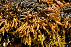 Pelvetia canaliculata