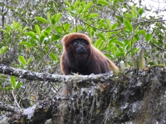 Alouatta guariba