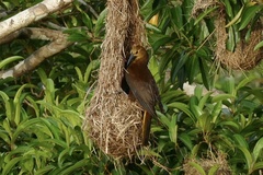 Psarocolius angustifrons