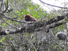Alouatta guariba