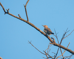 Colaptes auratus luteus