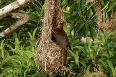 Psarocolius angustifrons