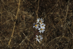 Symphyotrichum hallii