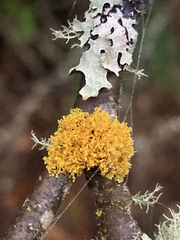 Polycauliona candelaria